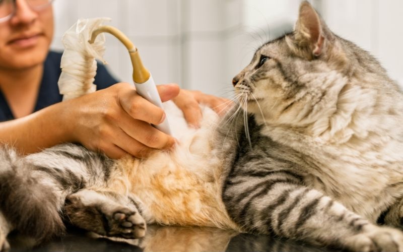 Cat getting an ultrasound