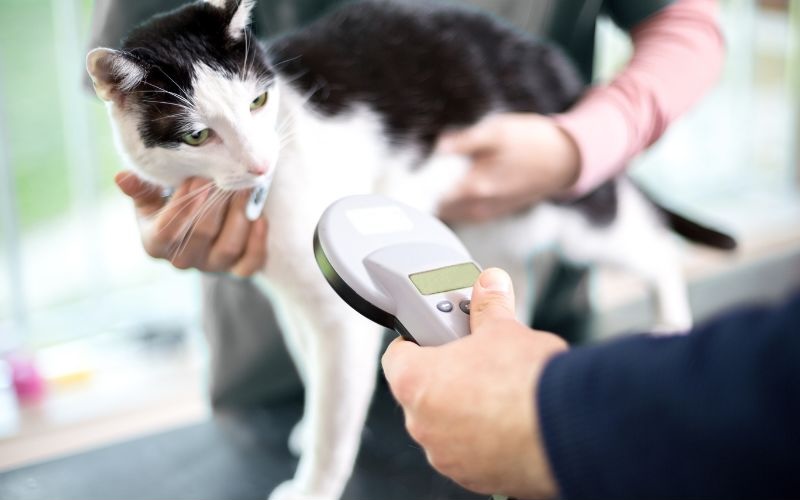 Cat being scanned for a microchip