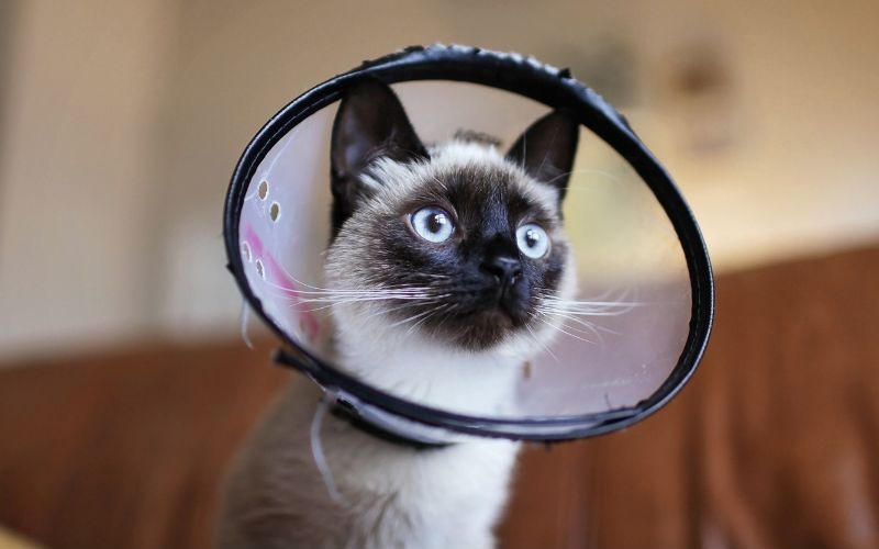 Cat in a cone after surgery