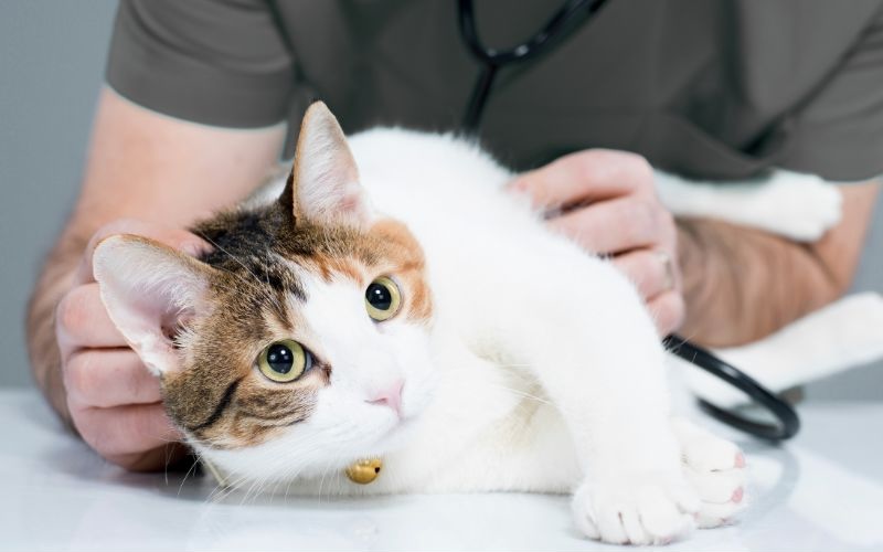 Cat laying on an exam table