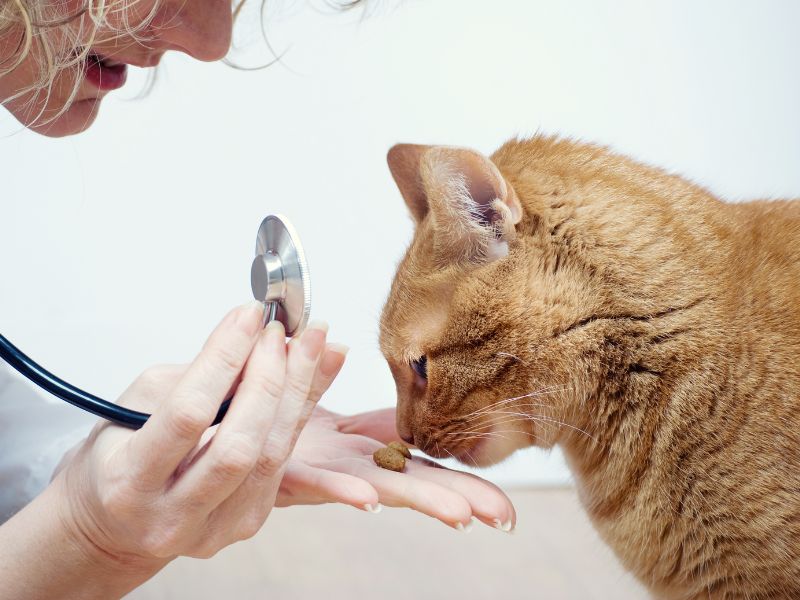 veterinarian holding kitten