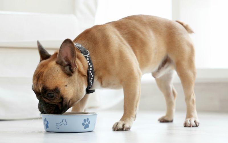 Dog eating out of a food bowl
