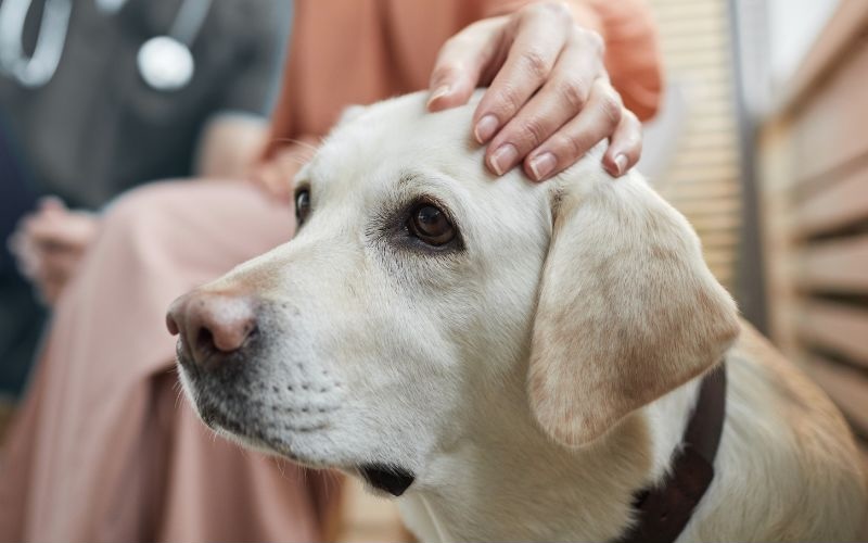 Dog sitting with owner