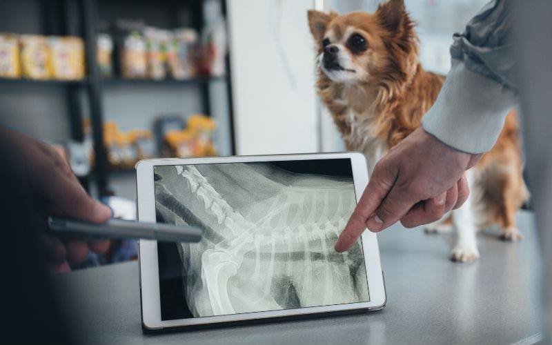 Dog's xray being looked at
