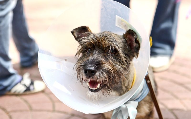 dog in a cone after surgery