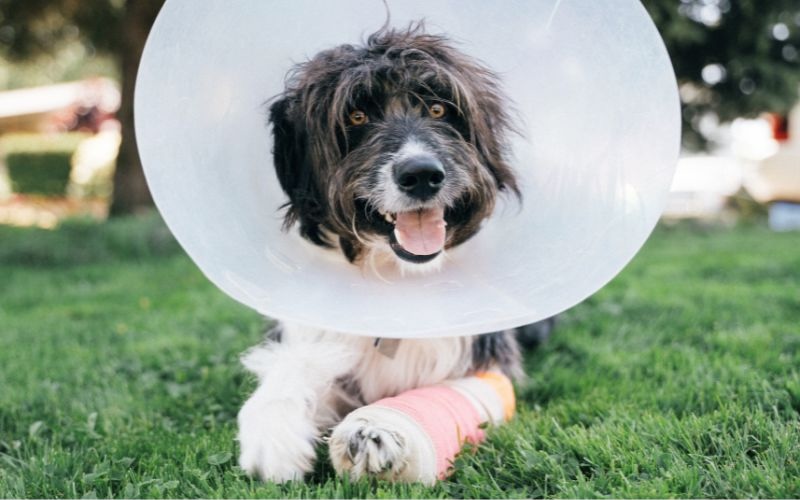 dog in a cone and cast after surgery