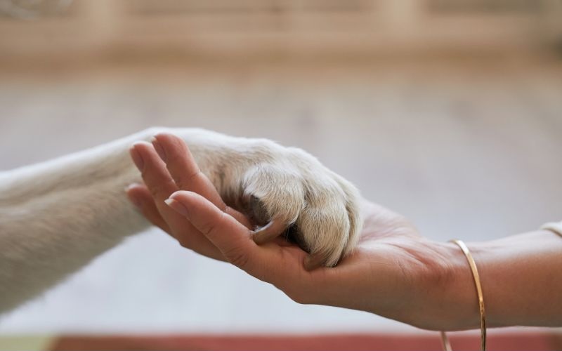 person holding a dog's paw