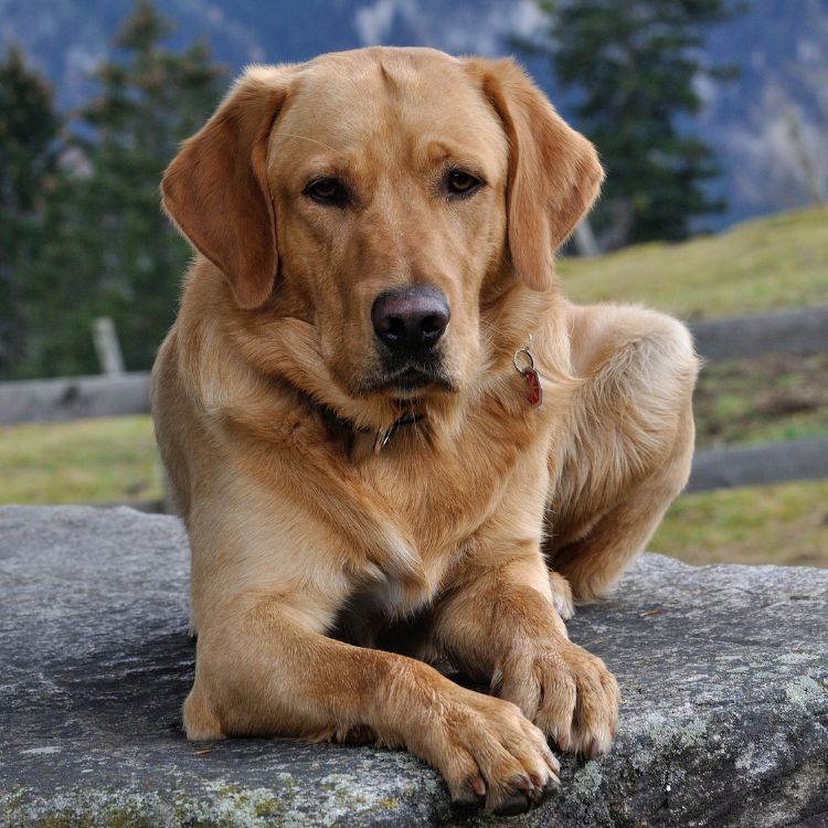 Gentle Eyes, Loyal Heart Gentle Eyes, Loyal Heart