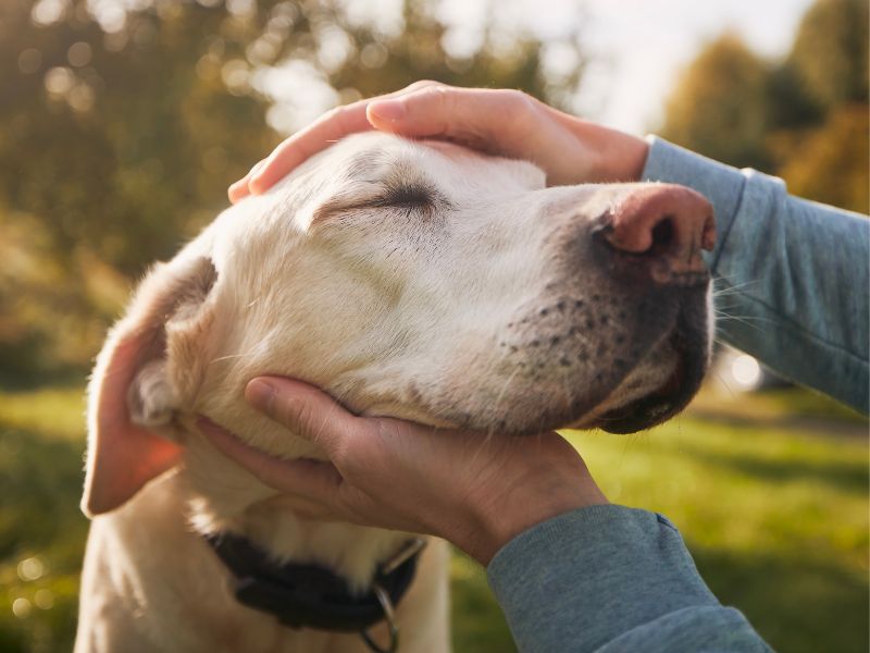 Gentle Hands, Loyal Heart Gentle Hands, Loyal Heart