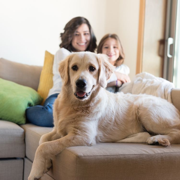 Golden retriever, woman, and child
