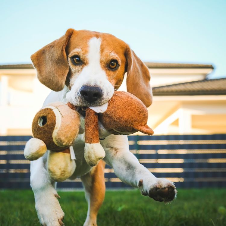 Happy Tails, Happy Hearts
