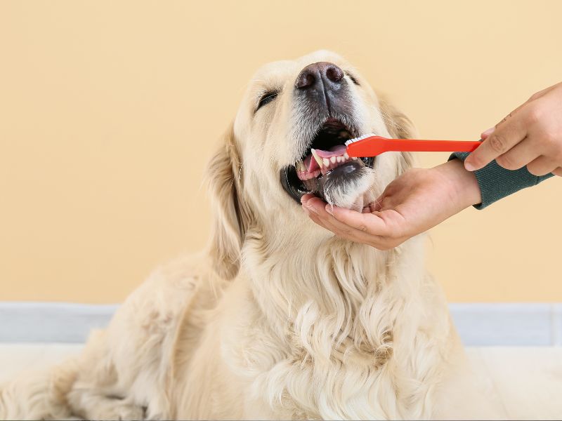 Healthy Teeth, Happy Dogs Healthy Teeth, Happy Dogs