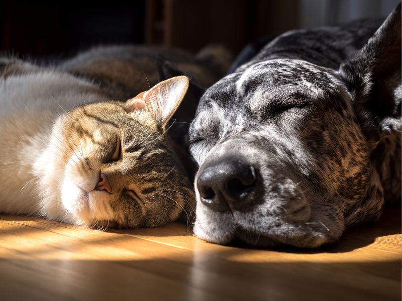 Sleeping cat and dog together Sleeping cat and dog together