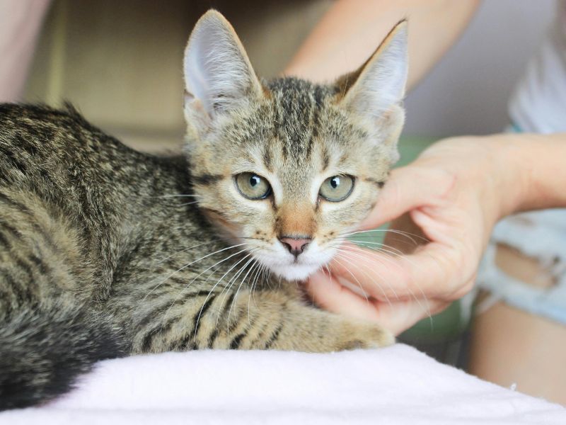 Tabby kitten being petted.