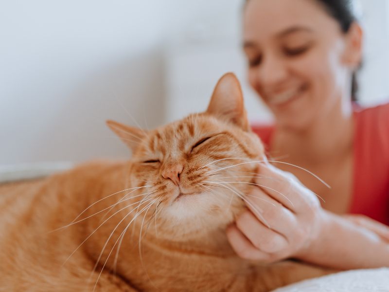 Woman petting happy orange cat Woman petting happy orange cat