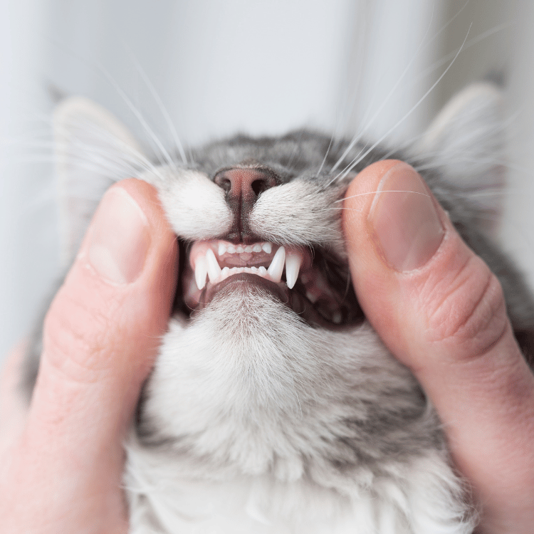 dental care (9) Smiles That Spark Joy