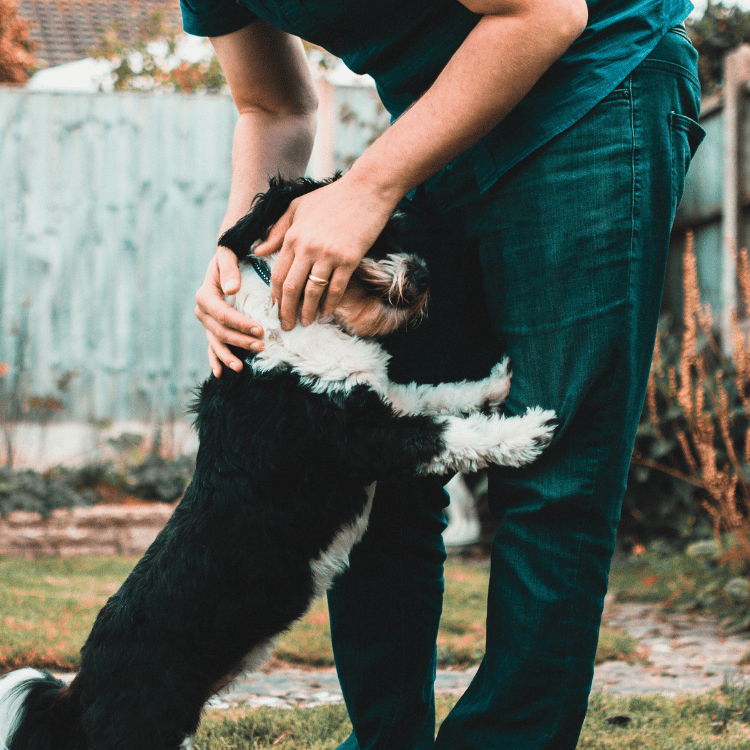 lab Joyful Moments With Dogs